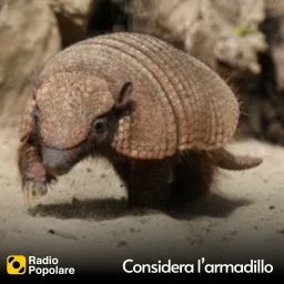 Considera l’armadillo