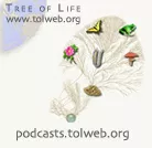Bugs of the Month Podcast artwork