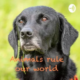 Animals rule our world: Living and working with our four legged friends. Podcast artwork