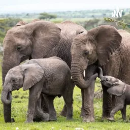 Elefantes Podcast artwork