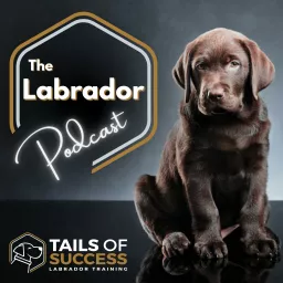 The Labrador Podcast - From Tails of Success Labrador Training artwork