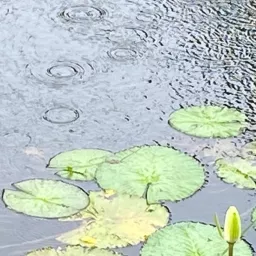 雨林灵修