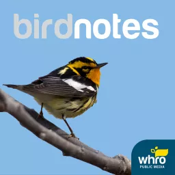 BirdNotes Podcast artwork