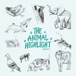 The Animal Highlight Podcast artwork