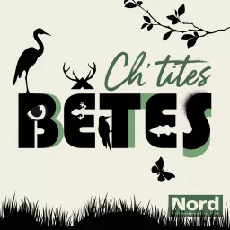 Ch'tites bêtes Podcast artwork