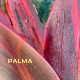 Palma Podcast artwork