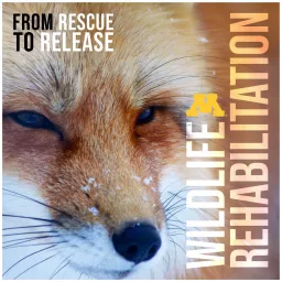 Wildlife Rehabilitation: From Rescue to Release Podcast artwork