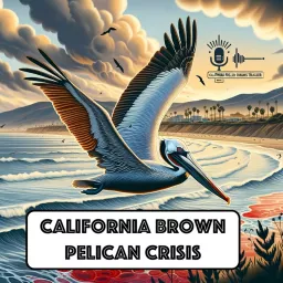 California Brown Pelican Crisis 2024