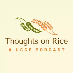 Thoughts on Rice Podcast artwork