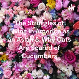 The Struggles of Living in America as an Asian & Why Cats Are Scared of Cucumbers