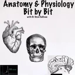 Anatomy and Physiology - Bit by Bit Podcast artwork