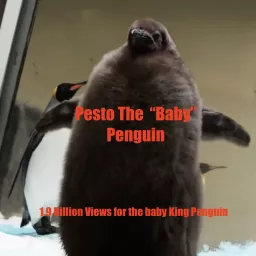 Pesto The Baby King Penguin