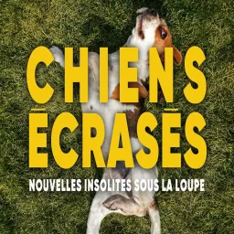 Chiens écrasés : nouvelles insolites sous la loupe