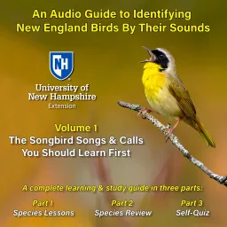 An Audio Guide to Identifying New England Birds By Their Sounds