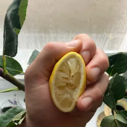 Squeeze the Lemon: Lukas sex diary