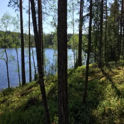 m3skog